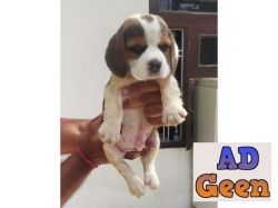 used Beagle puppies available for sale for sale 